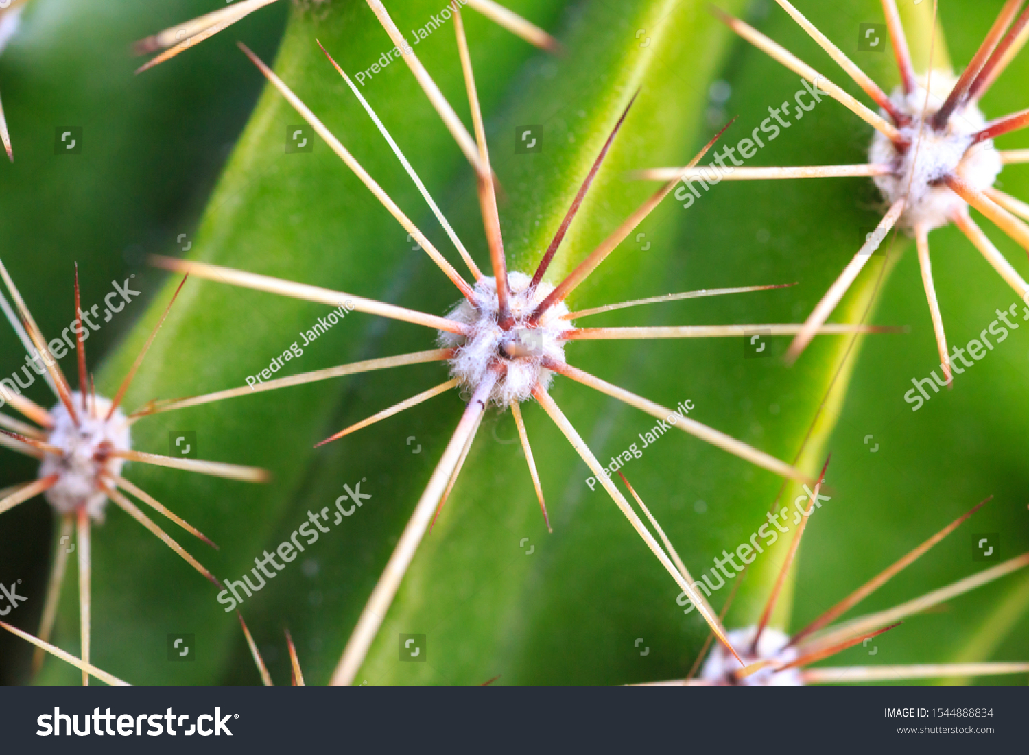 A close up photo of a cactus stem showing fuzzy areoles with spines emerging from each areole, crisp detailed plant photography