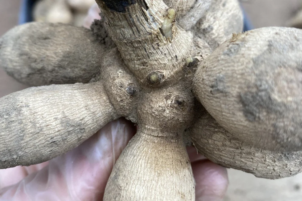 A close-up photo of a dahlia tuber clump held in two hands, showing small eyes on the crown near the stem end, real photograph style