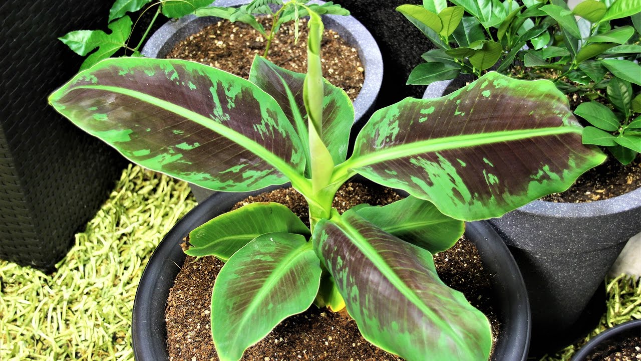 A close-up photo of a gardener separating a banana plant pup from the mother corm with a clean knife on a potting bench