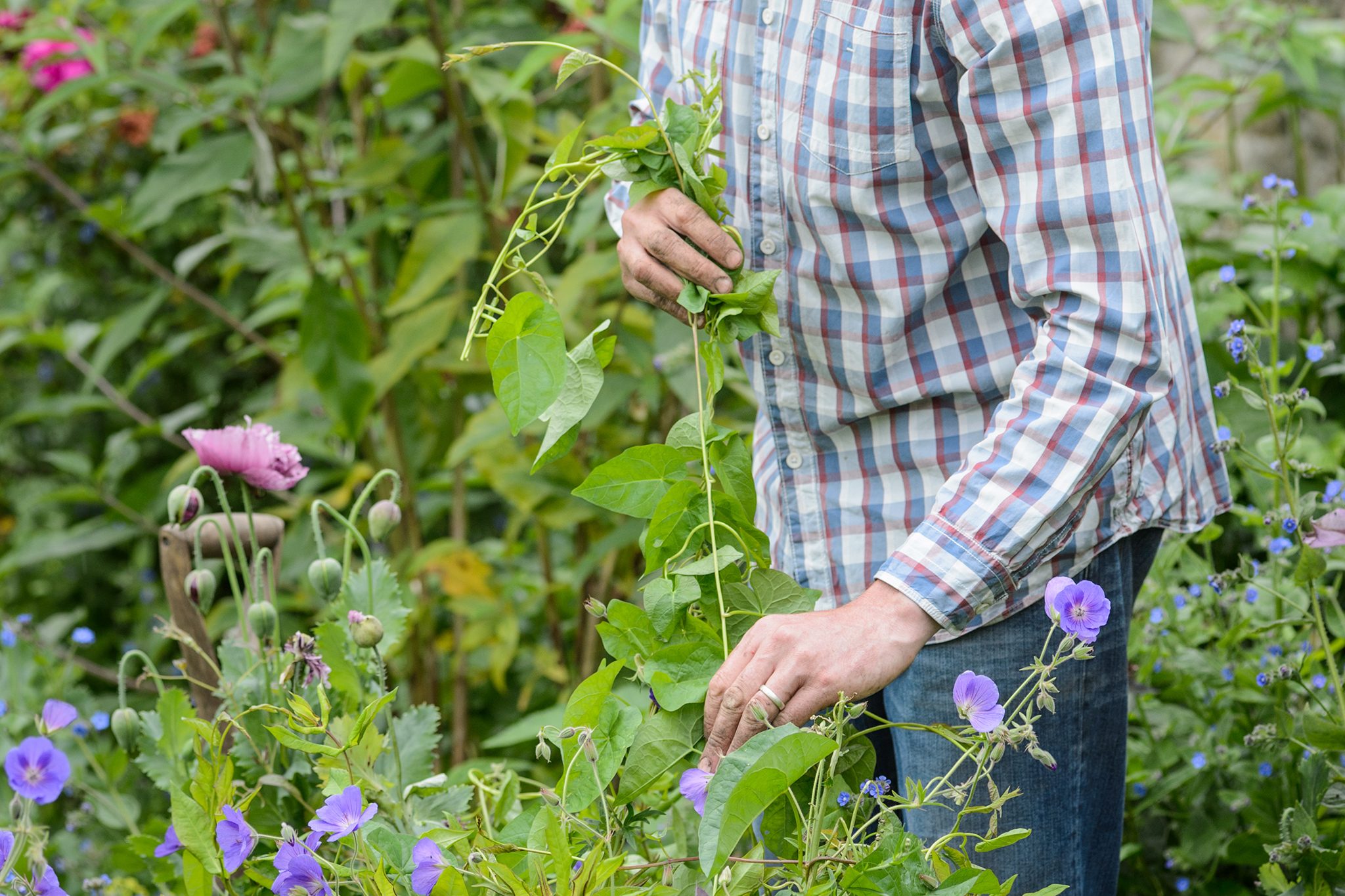 A close up photo of a gardener's hand gently pulling bindweed vines from a mulched garden bed, with the thin white roots lifting from the soil
