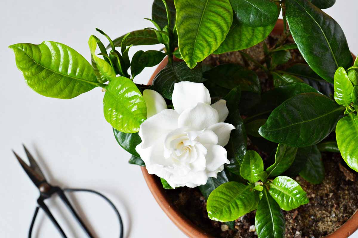 A close up photo of a gardenia stem with several plump green buds and glossy leaves on an indoor plant