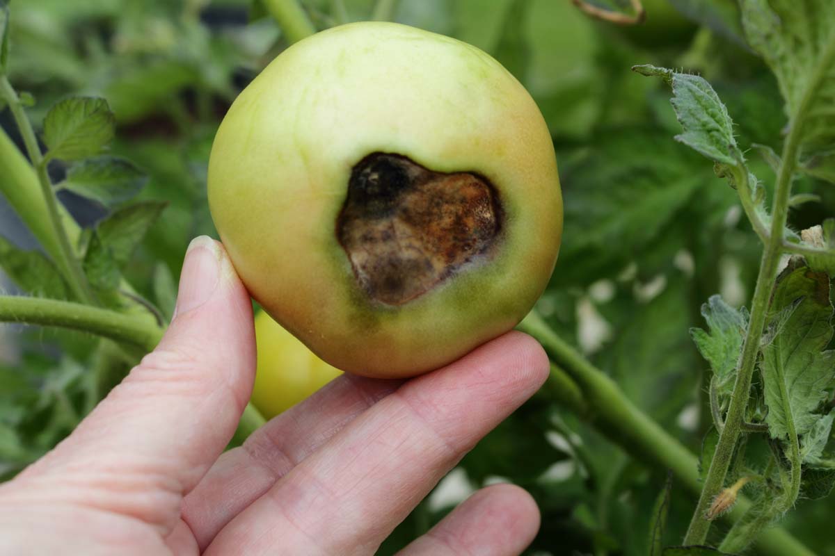 A close-up photo of a green tomato on the vine with a dark sunken patch on the blossom end, in an outdoor garden