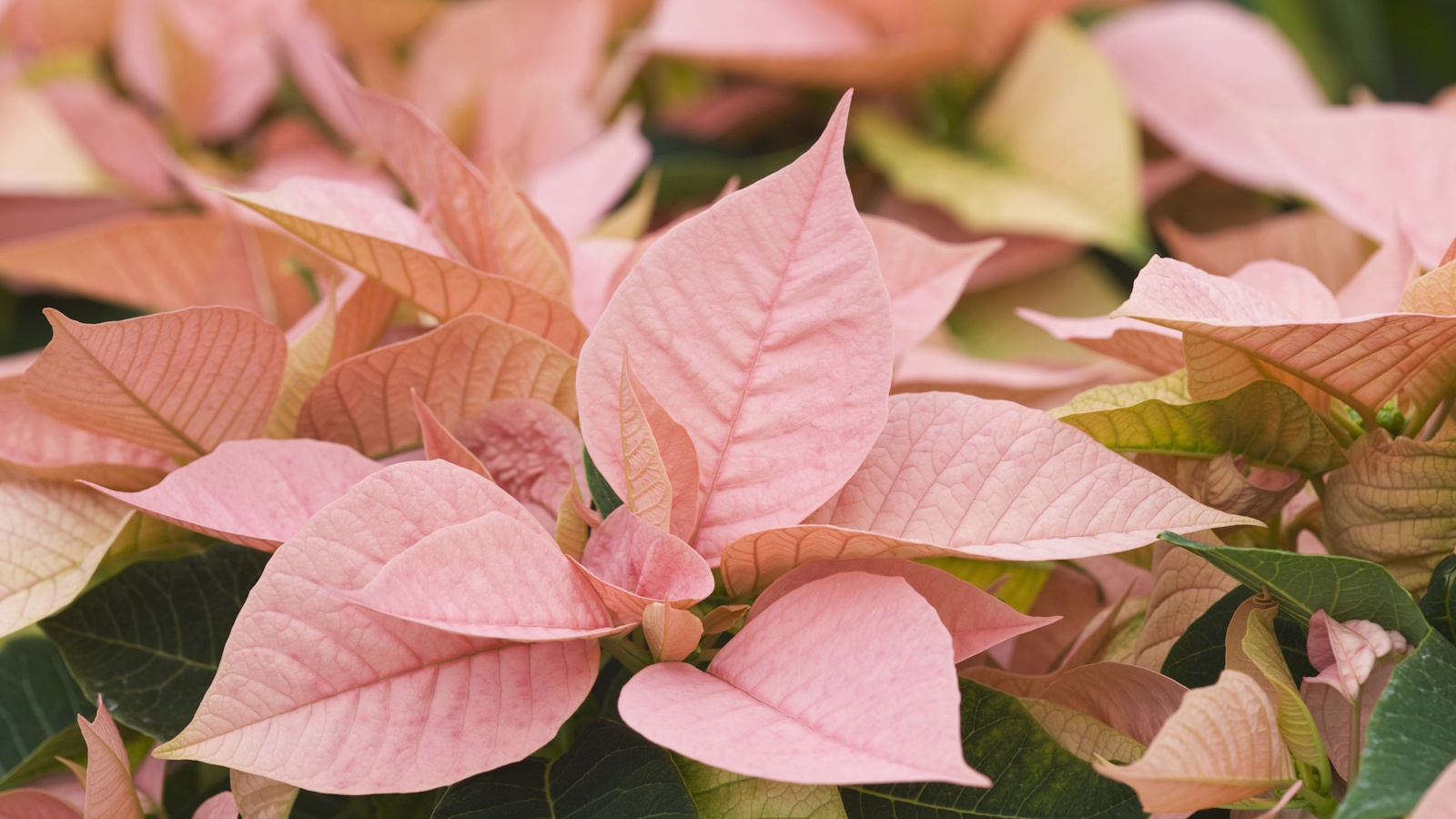 A close-up photo of a hand gently lifting a poinsettia leaf to inspect for pests near a bright window, realistic macro-style houseplant photo