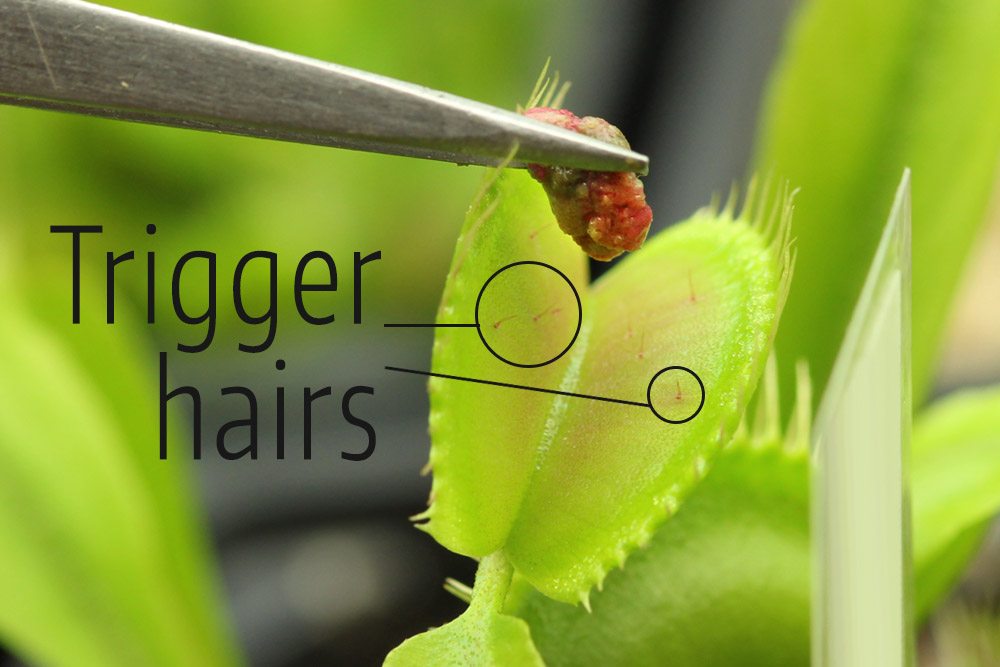 A close-up photo of a hand using tweezers to place a small insect into an open Nepenthes pitcher indoors, natural macro photography style