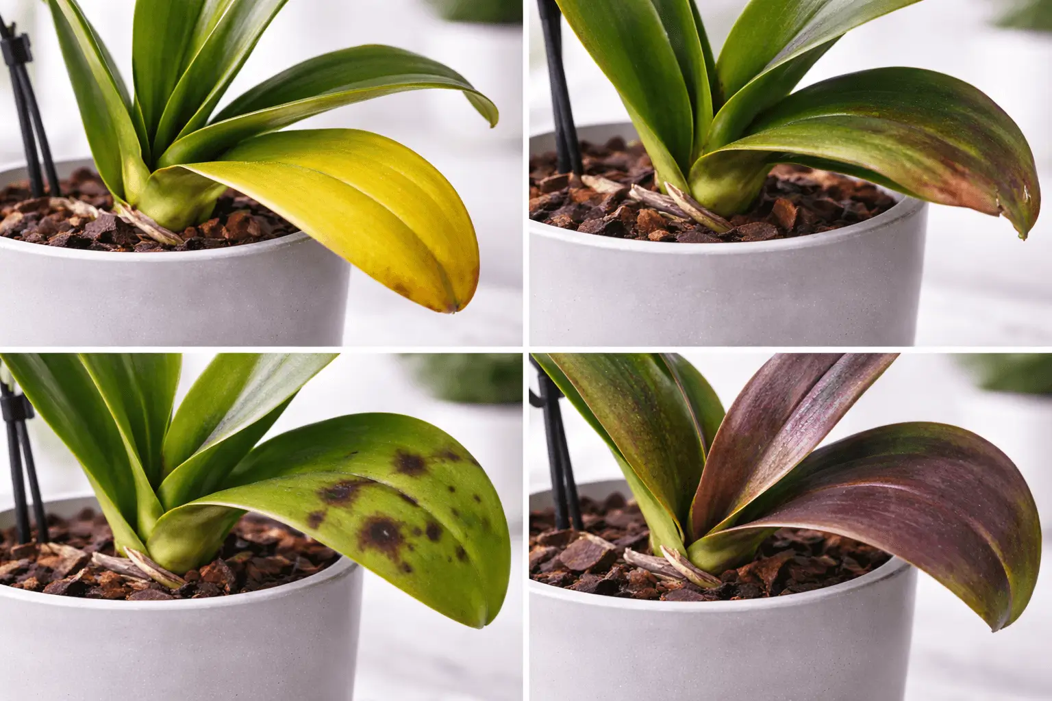 A close-up photo of a healthy Phalaenopsis orchid crown with a new leaf emerging and firm green leaves, natural light
