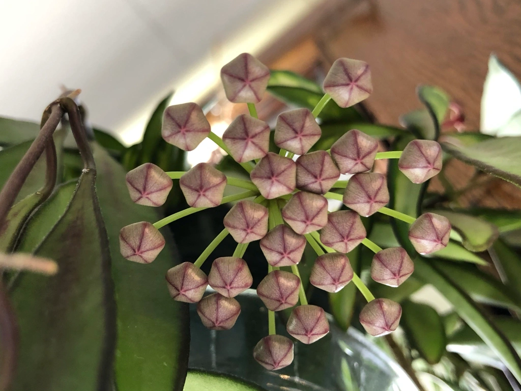 A close-up photo of a hoya vine showing a small woody peduncle nub at a leaf node on a healthy green stem, sitting near a bright indoor window