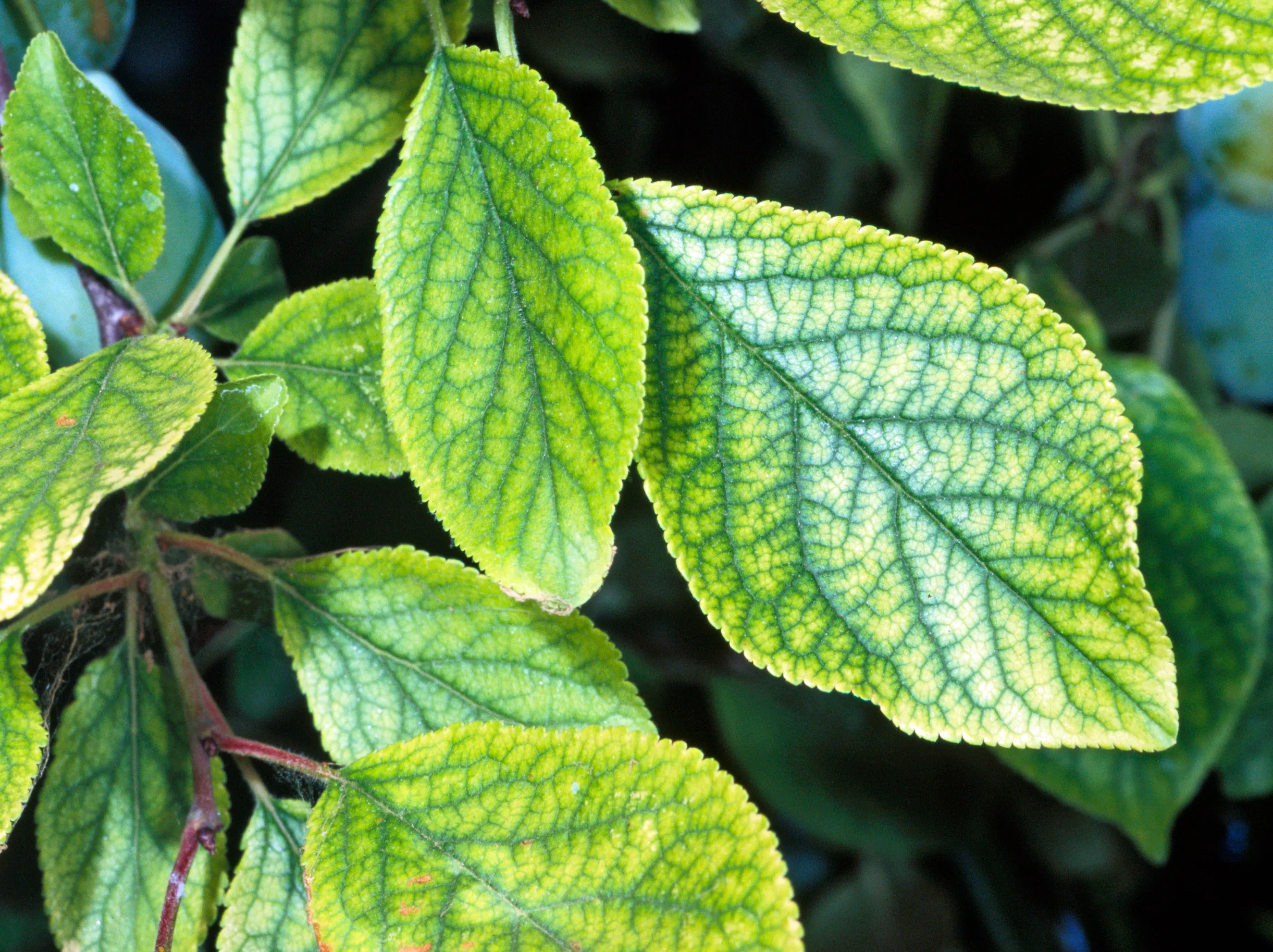 A close-up photo of a hydrangea leaf showing yellow tissue between green veins, sharp focus and natural outdoor lighting