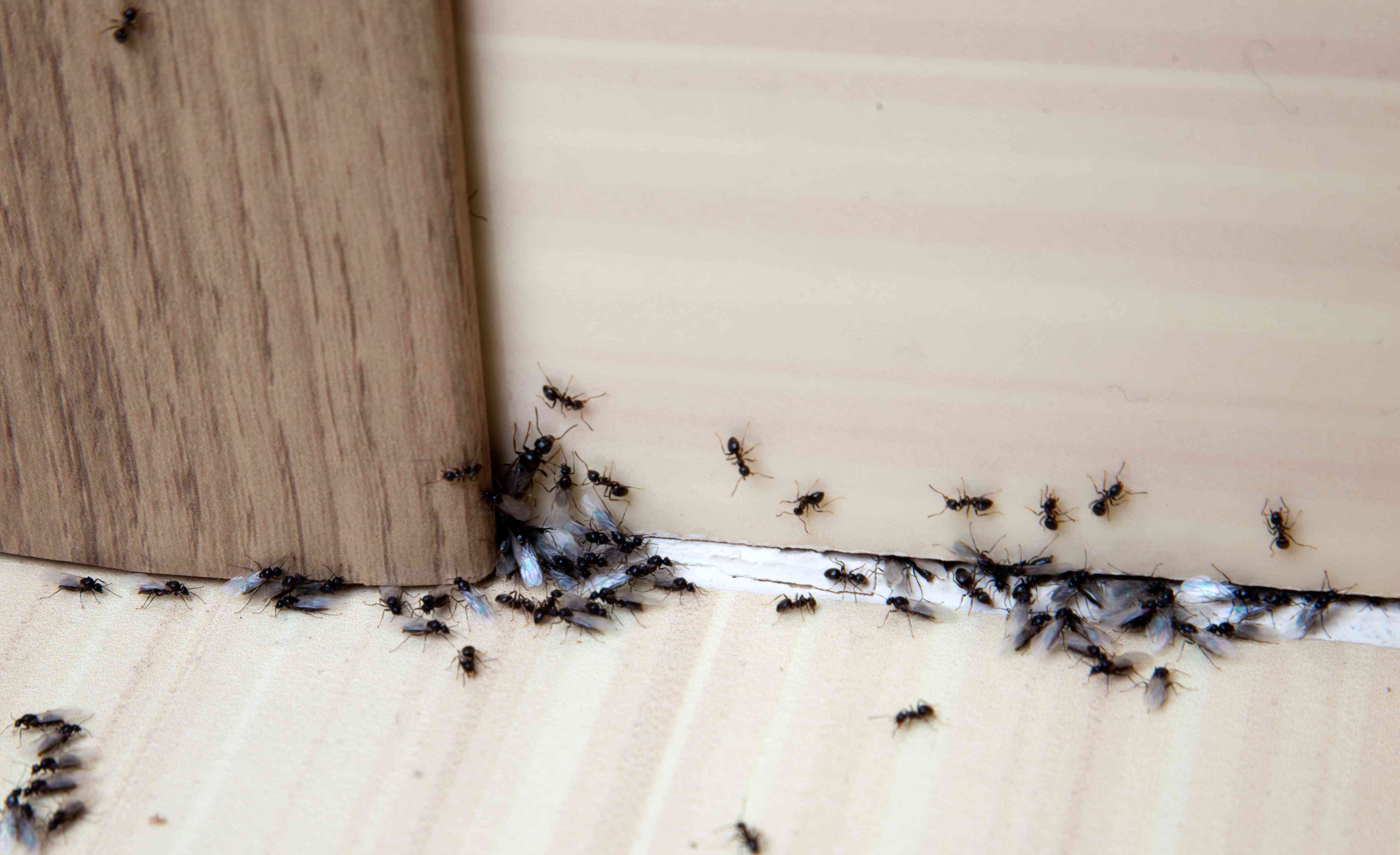 A close-up photo of a light dusting of food-grade diatomaceous earth along an ant trail on a concrete garden border