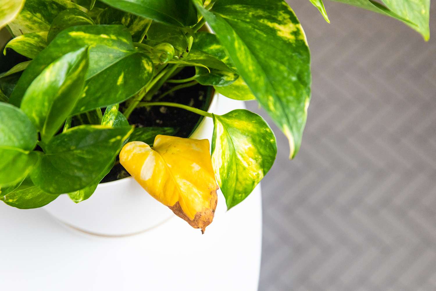 A close-up photo of a pothos vine with a few yellowing leaves near the base while newer leaves remain green, indoor natural light, realistic photography