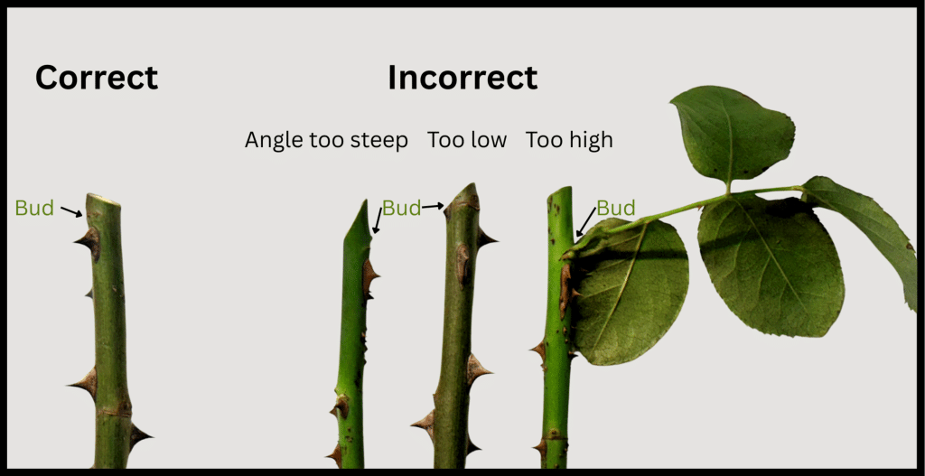 A close-up photo of a rose cane showing a swollen bud eye with clean pruner blades positioned a quarter inch above it