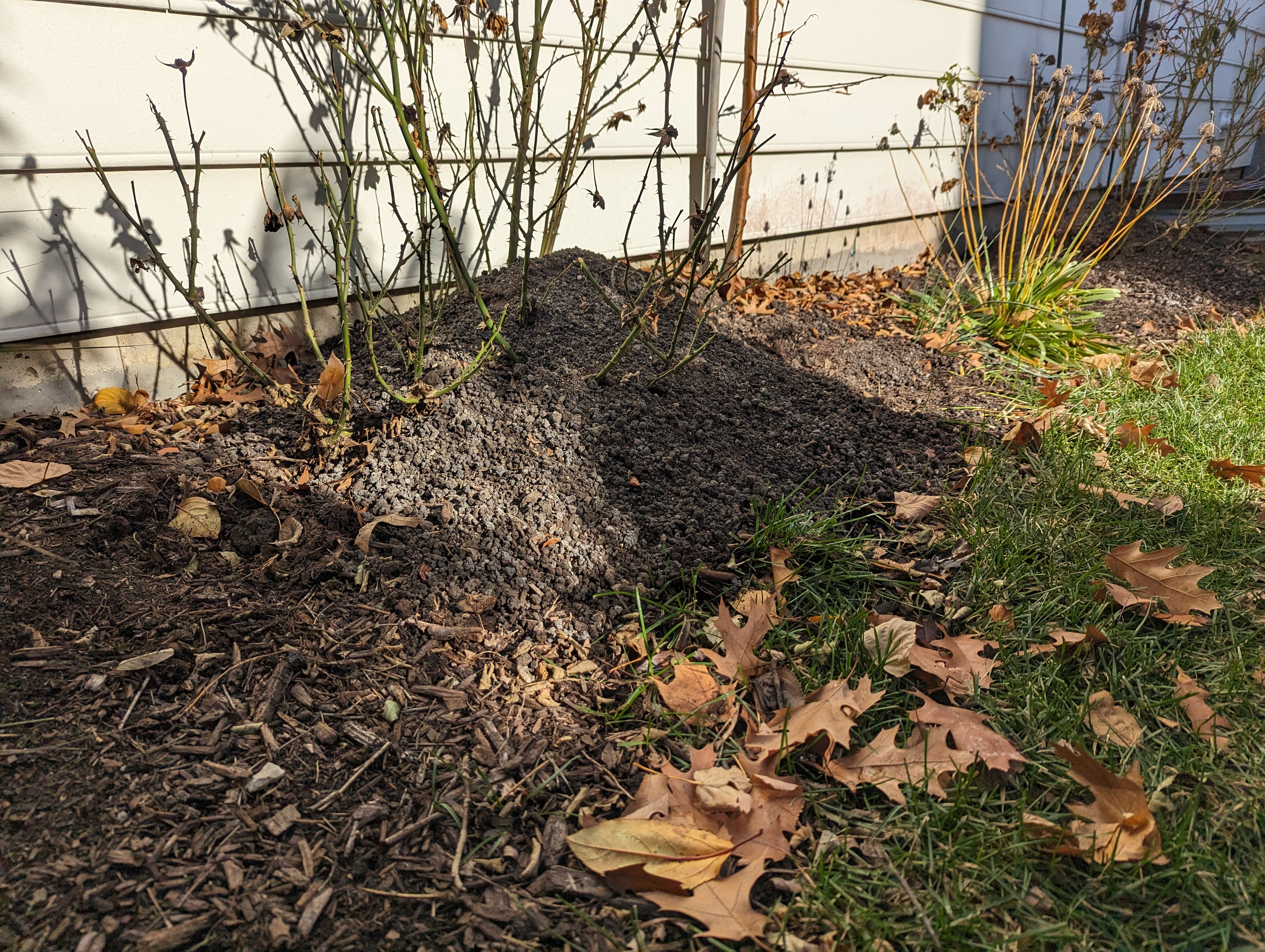 A close-up photo of a rose crown surrounded by a wide mound of shredded leaves and compost, showing the mulch piled neatly around the base