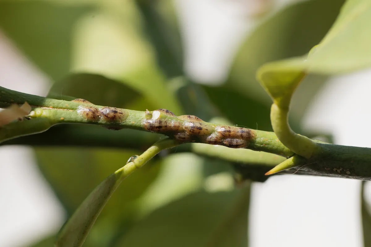 A close-up photo of a rubber plant stem with small brown scale insects attached near the leaf nodes