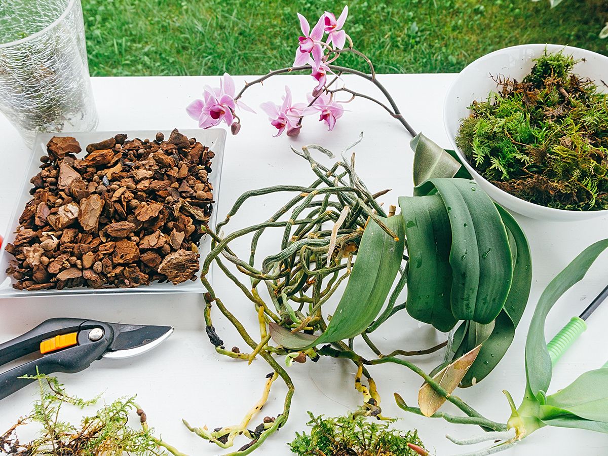 A close-up photo of a terrestrial orchid potting mix with sphagnum moss, perlite, and fine orchid bark in a mixing bowl on a potting table