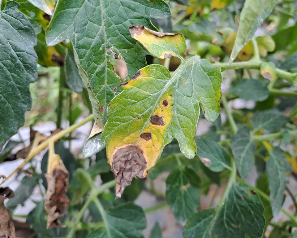 A close-up photo of a tomato leaf with brown circular spots and yellowing around the lesions, typical of early blight in a home garden
