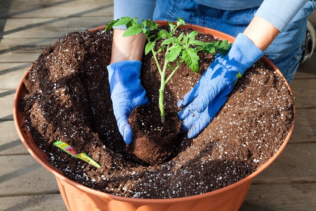 A close-up photo of a tomato transplant set deep in a planting hole with lower leaves removed, loose soil being backfilled around the stem