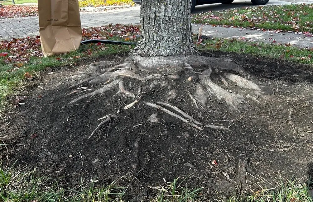 A close-up photo of a tree trunk base with the root flare visible and mulch pulled back in a neat ring, outdoor garden photography