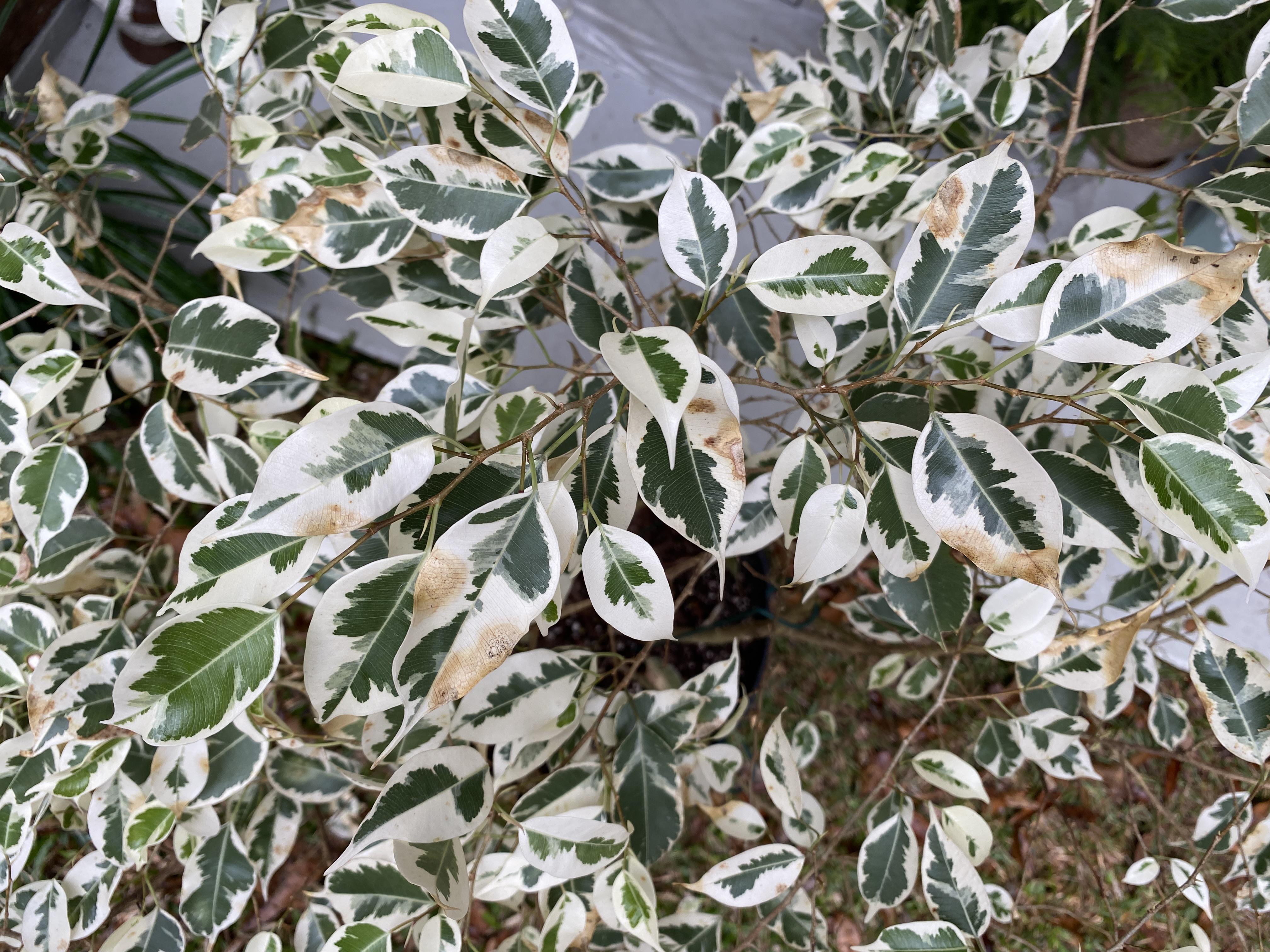 A close-up photo of a weeping fig leaf showing browned crispy tips and edges while the center remains green