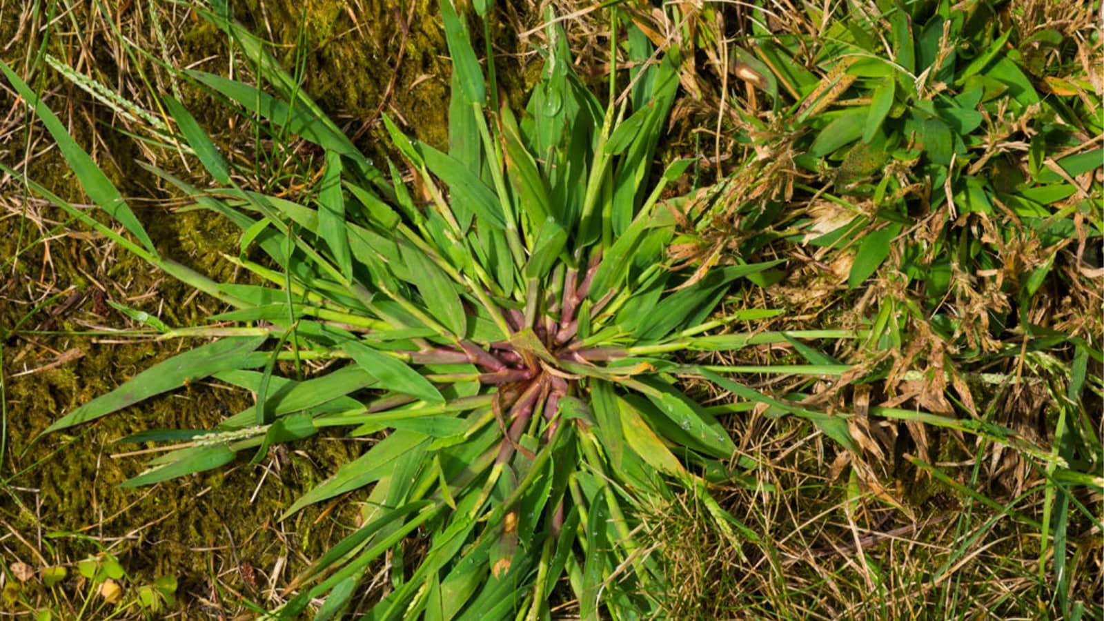 A close-up photo of a young crabgrass seedling in lawn soil, showing wide flat blades and a low spreading growth habit
