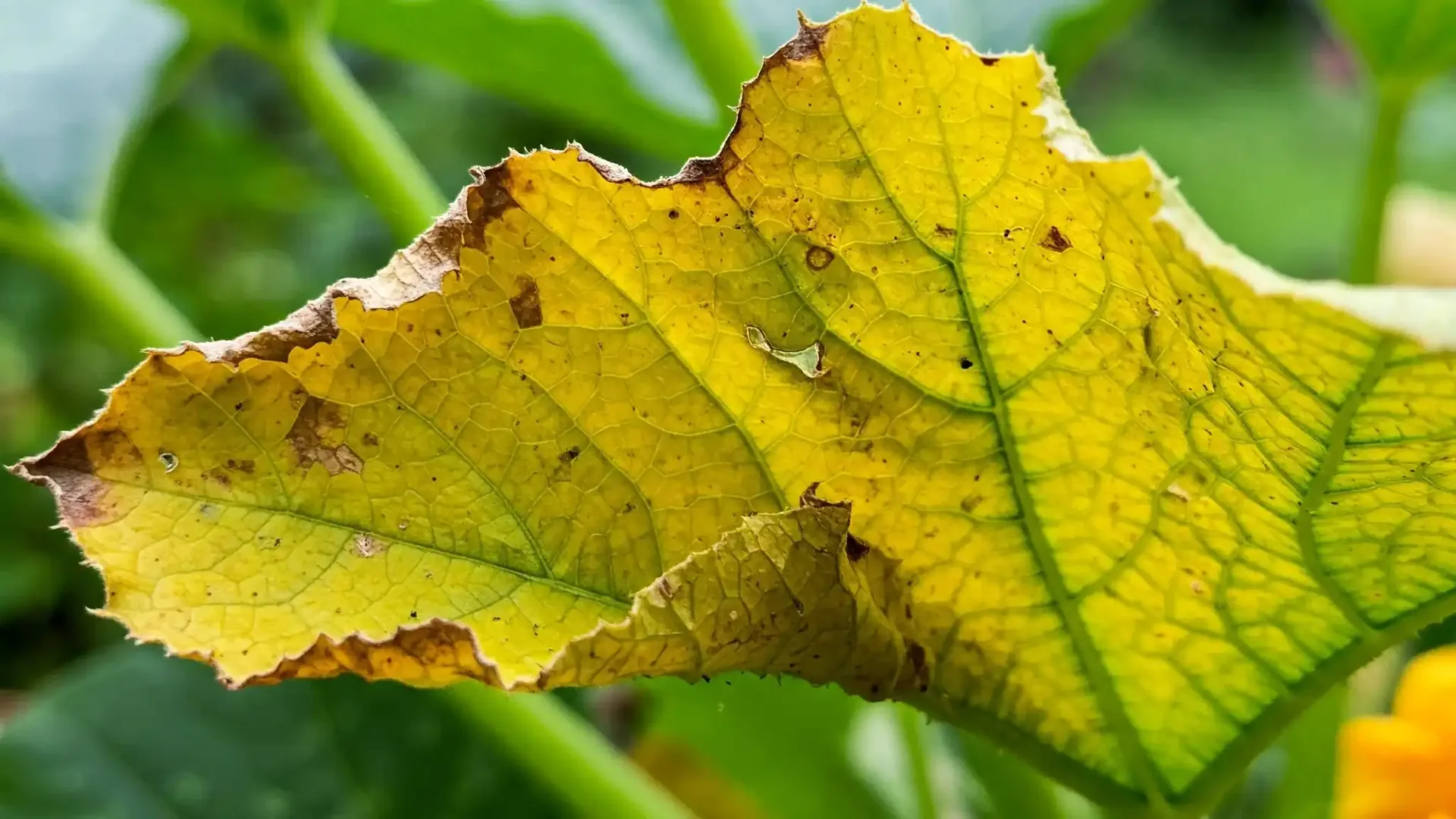 A close-up photo of a zucchini leaf showing yellow tissue between distinct green veins, outdoors in a vegetable garden