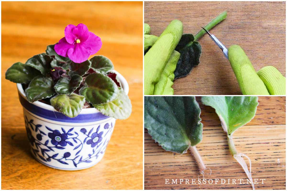 A close-up photo of an African violet leaf cutting with the stem trimmed to about an inch and cut at a 45-degree angle on a clean cutting board