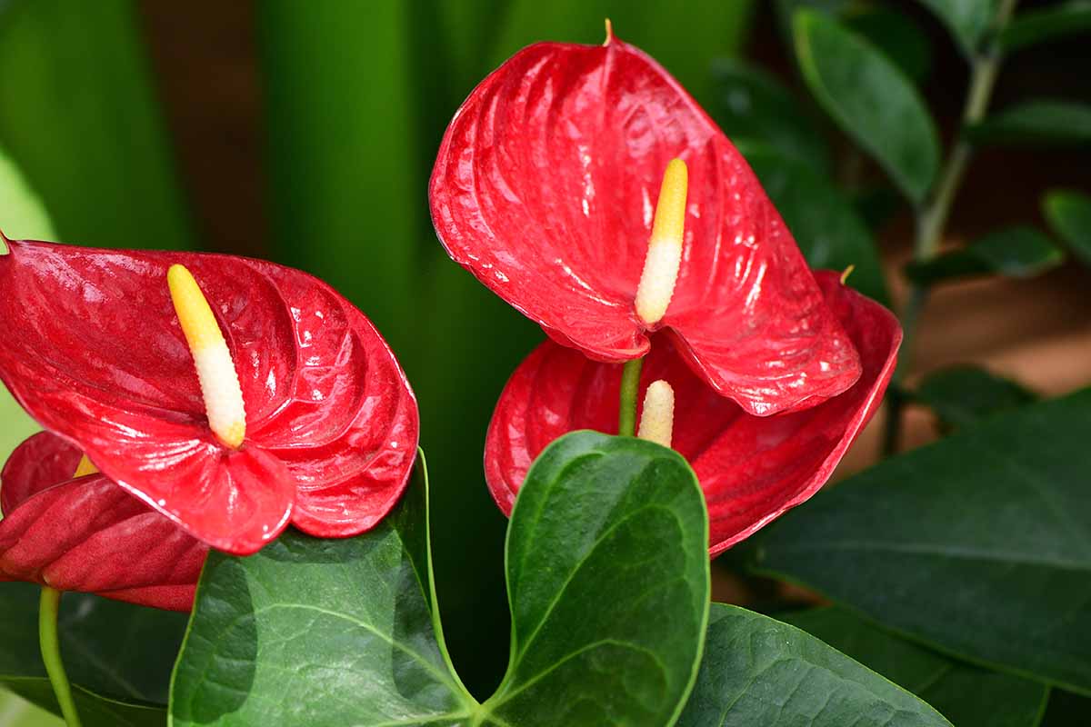 A close-up photo of an anthurium root ball being gently teased apart into two divisions, showing thick roots and separate crowns