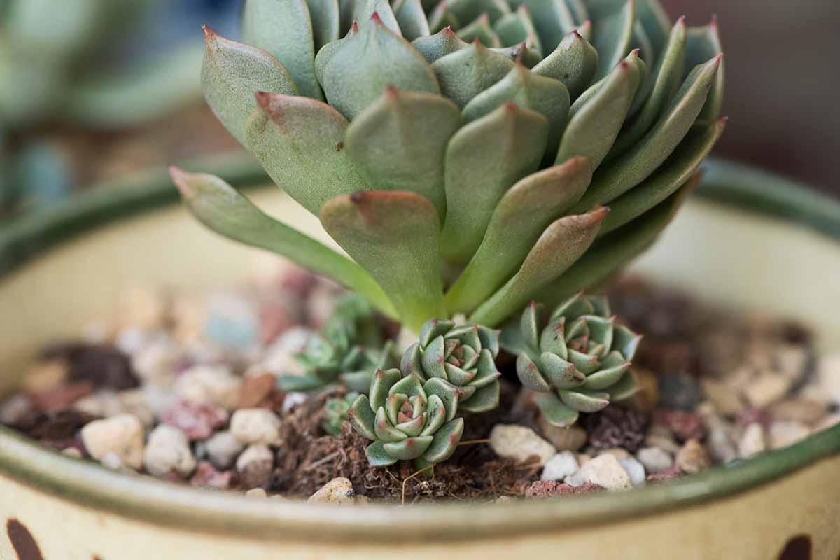 A close-up photo of an echeveria with several small offsets at the base, planted in a shallow pot with gritty soil, soft natural light, photorealistic