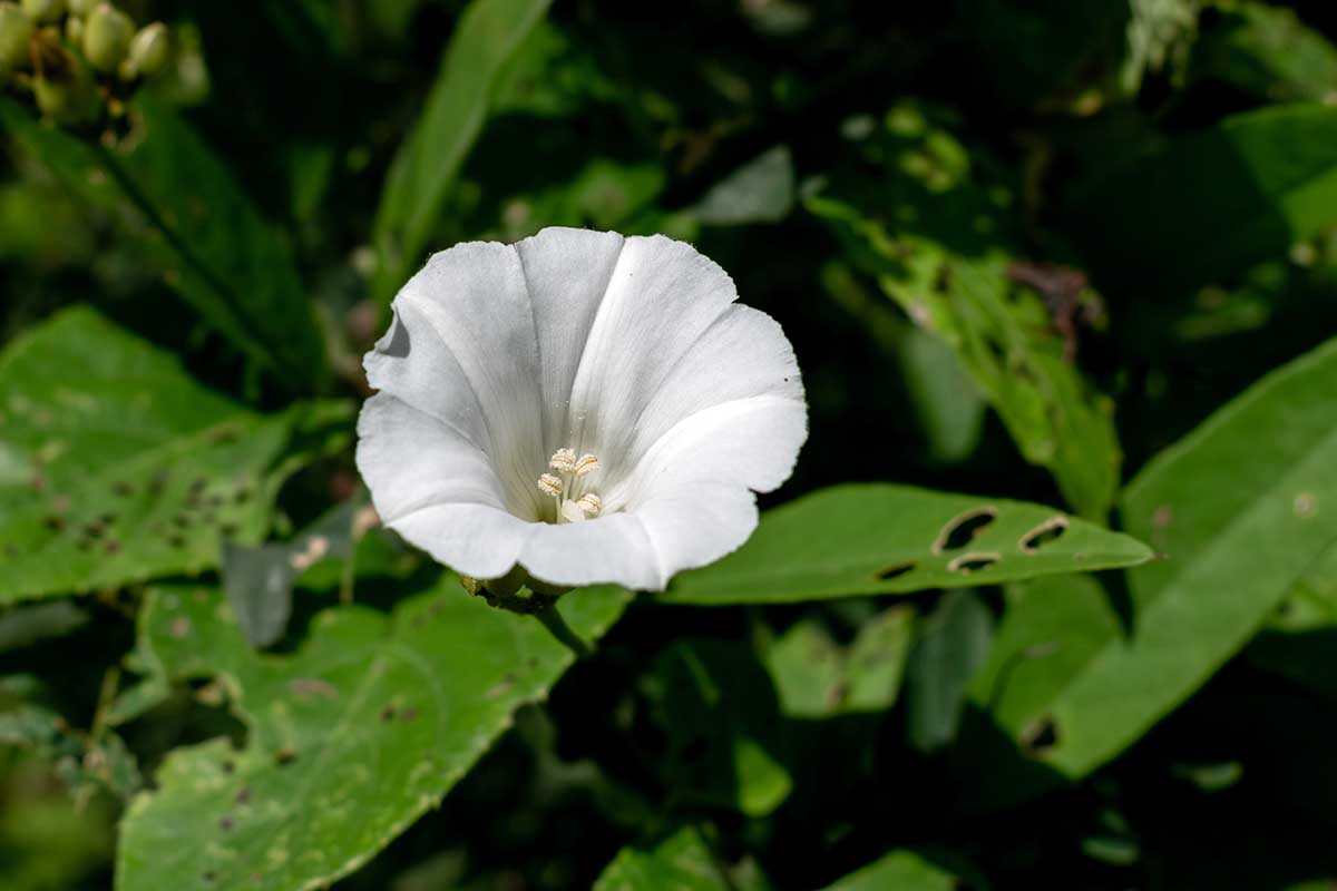 A close up photo of bindweed leaves showing narrow arrow-shaped blades with pointed tips and two small lobes at the base, growing along bare soil