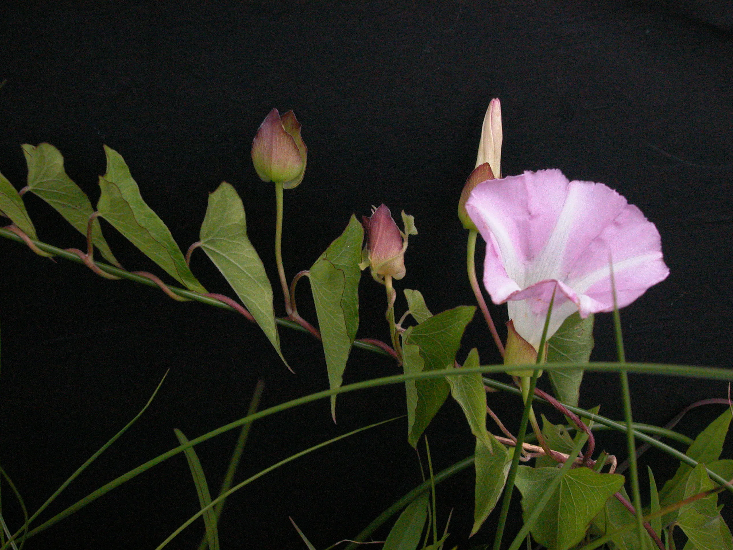A close up photo of bindweed vines twining tightly around a garden plant stem with small white trumpet-shaped flowers and arrow-shaped leaves in natural sunlight
