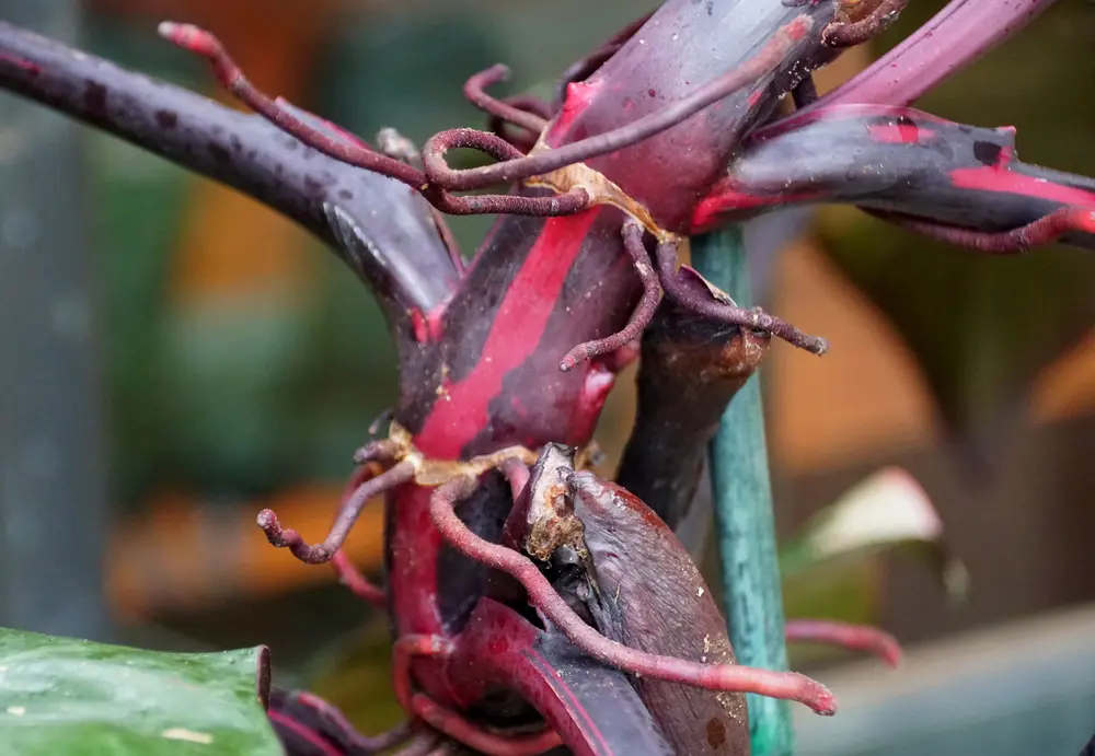 A close-up photo of clean pruning shears cutting a Philodendron Pink Princess stem just above a node, with burgundy stem and variegated leaf visible