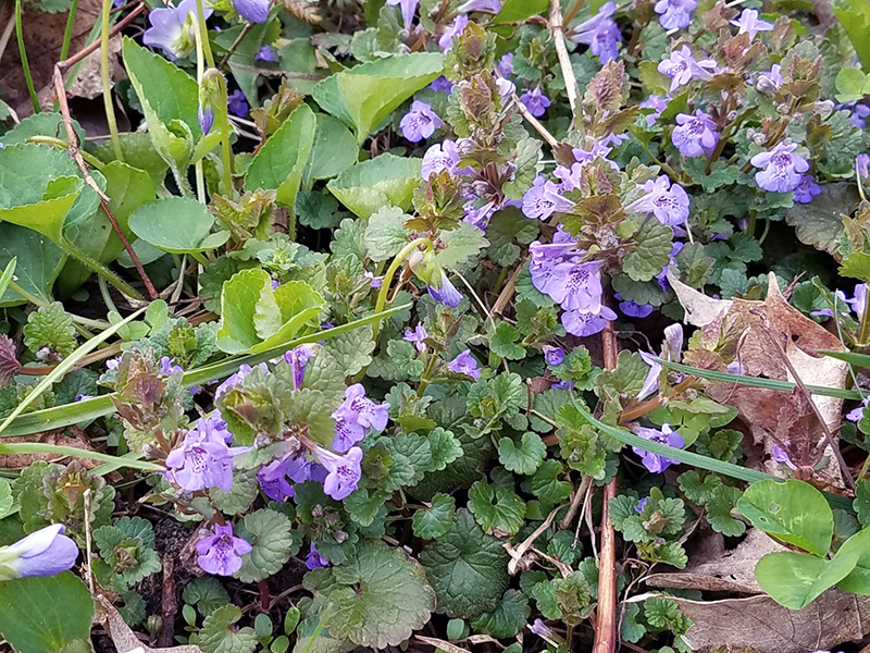A close-up photo of creeping Charlie (ground ivy) growing in a lawn, showing round scalloped leaves on creeping stems and small purple flowers near the ground