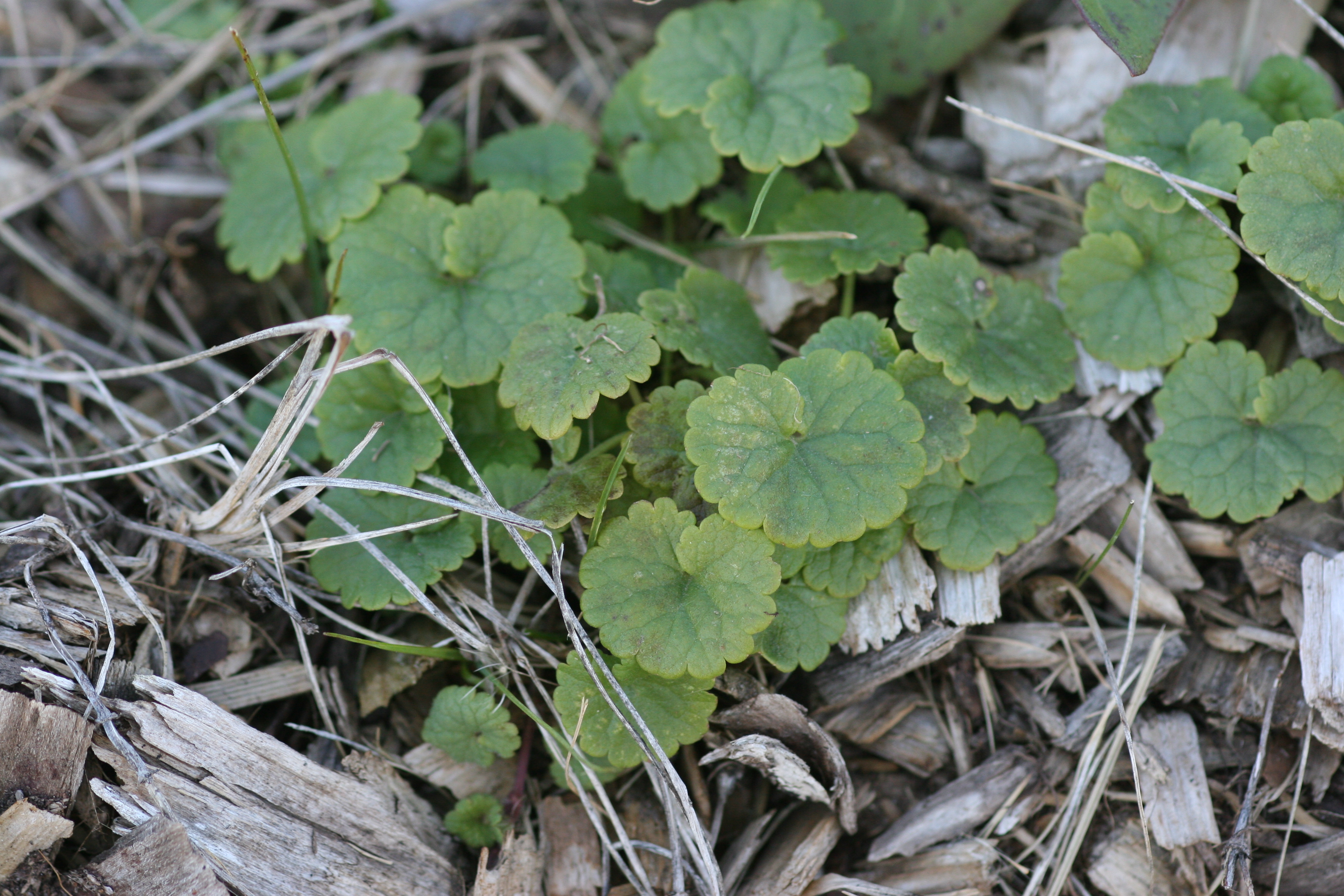 A close-up photo of creeping Charlie runners in grass, showing creeping stems with small roots forming at nodes where the stem touches soil