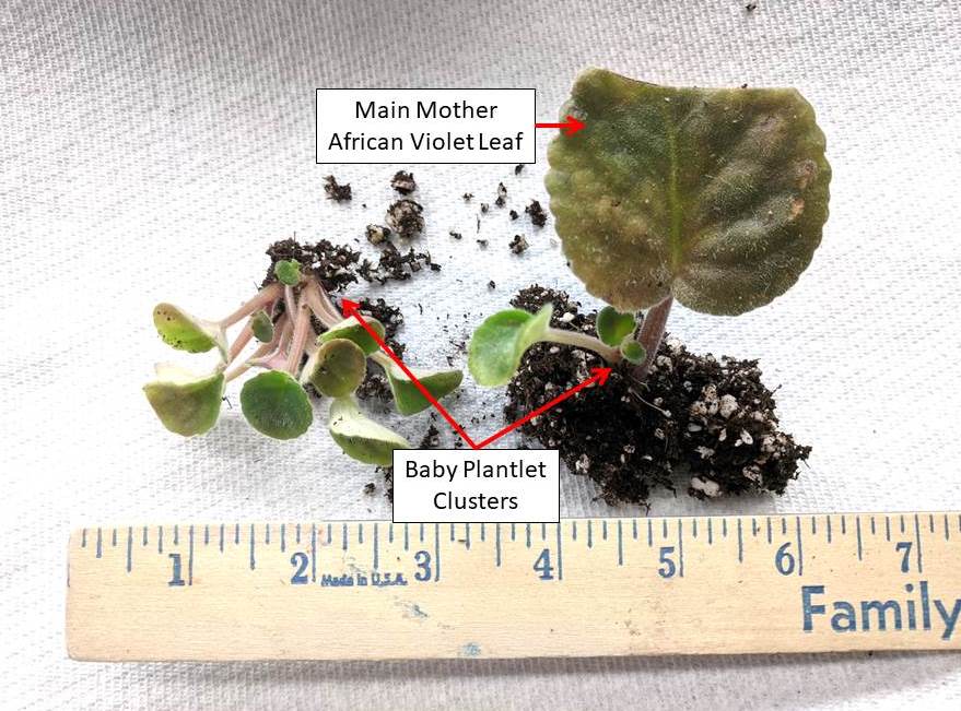 A close-up photo of hands gently separating several small African violet plantlets with tiny roots from a shared clump of potting mix