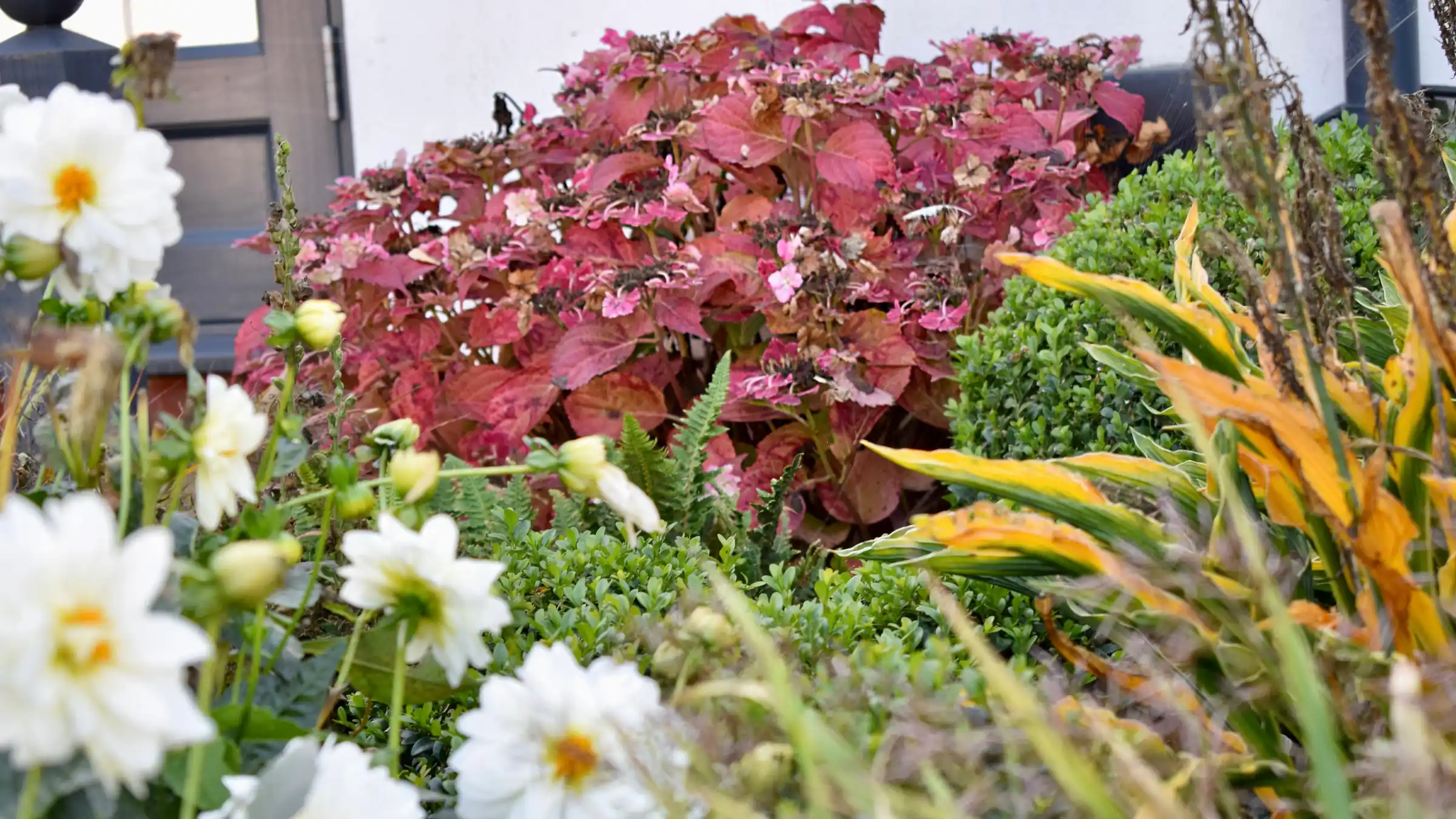 A close-up photo of hydrangea leaves on a plant in autumn light, showing clear leaf shape and texture