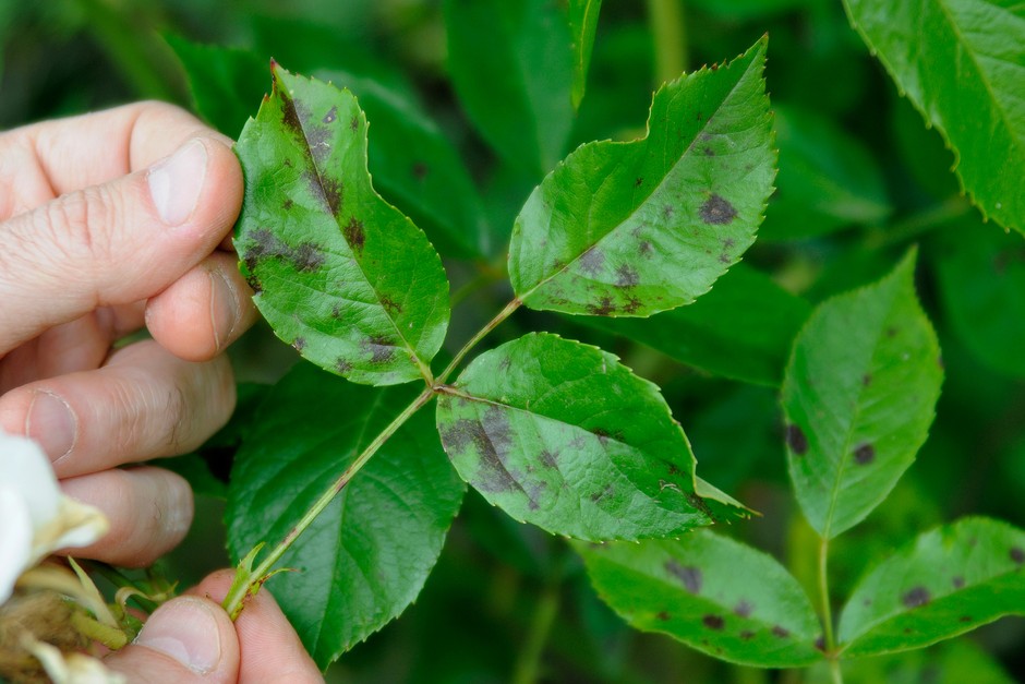 A close-up photo of rose leaves showing black spot disease with dark circular blotches and surrounding yellowing tissue