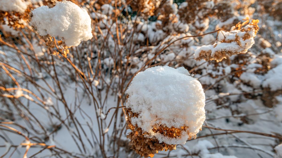 A close-up photo of snapped hydrangea stems after heavy wet snow, showing clean breaks in winter light