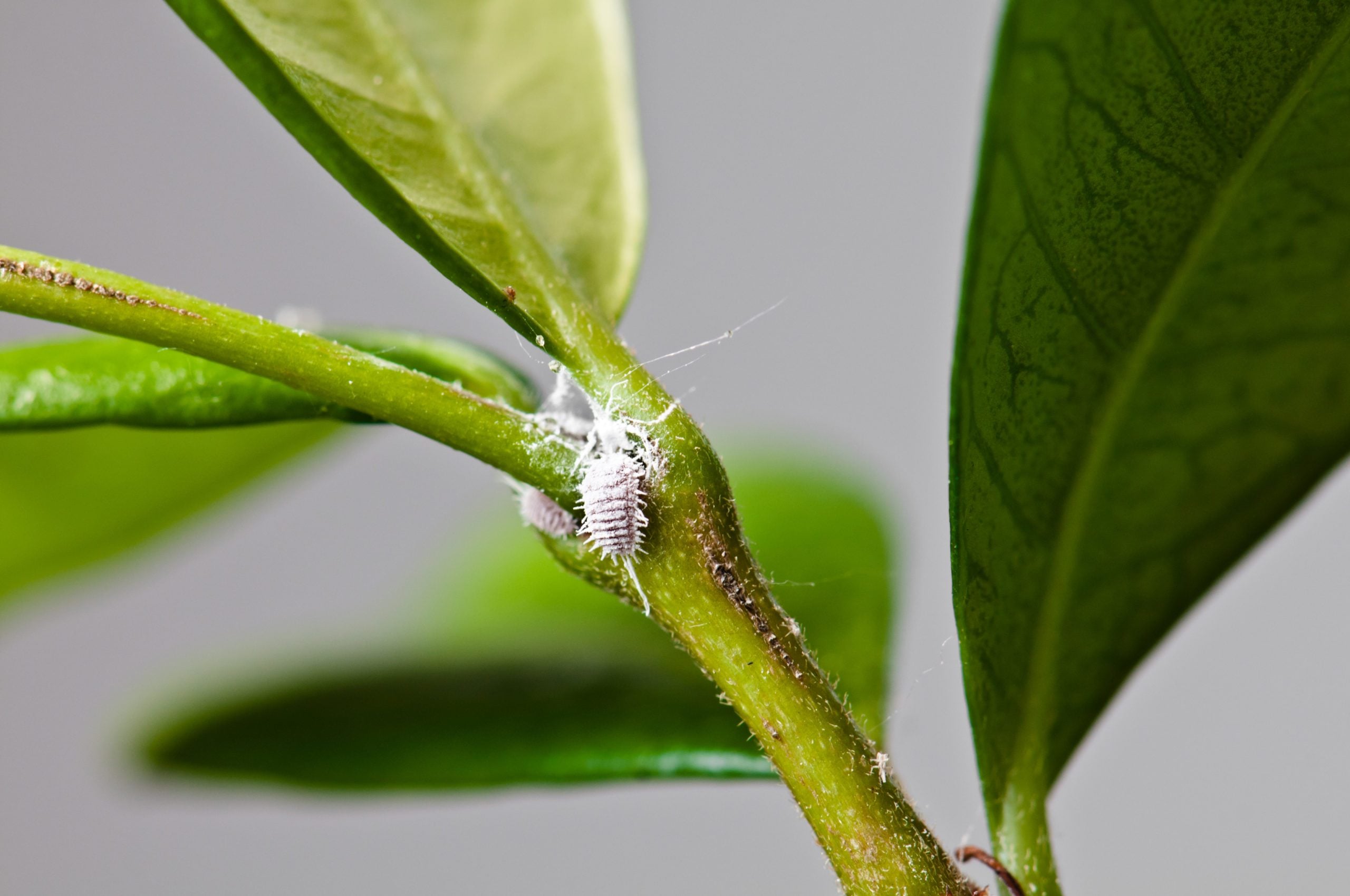 A close-up photo of white mealybugs clustered in the leaf joint of a houseplant stem, showing cottony texture and sticky residue