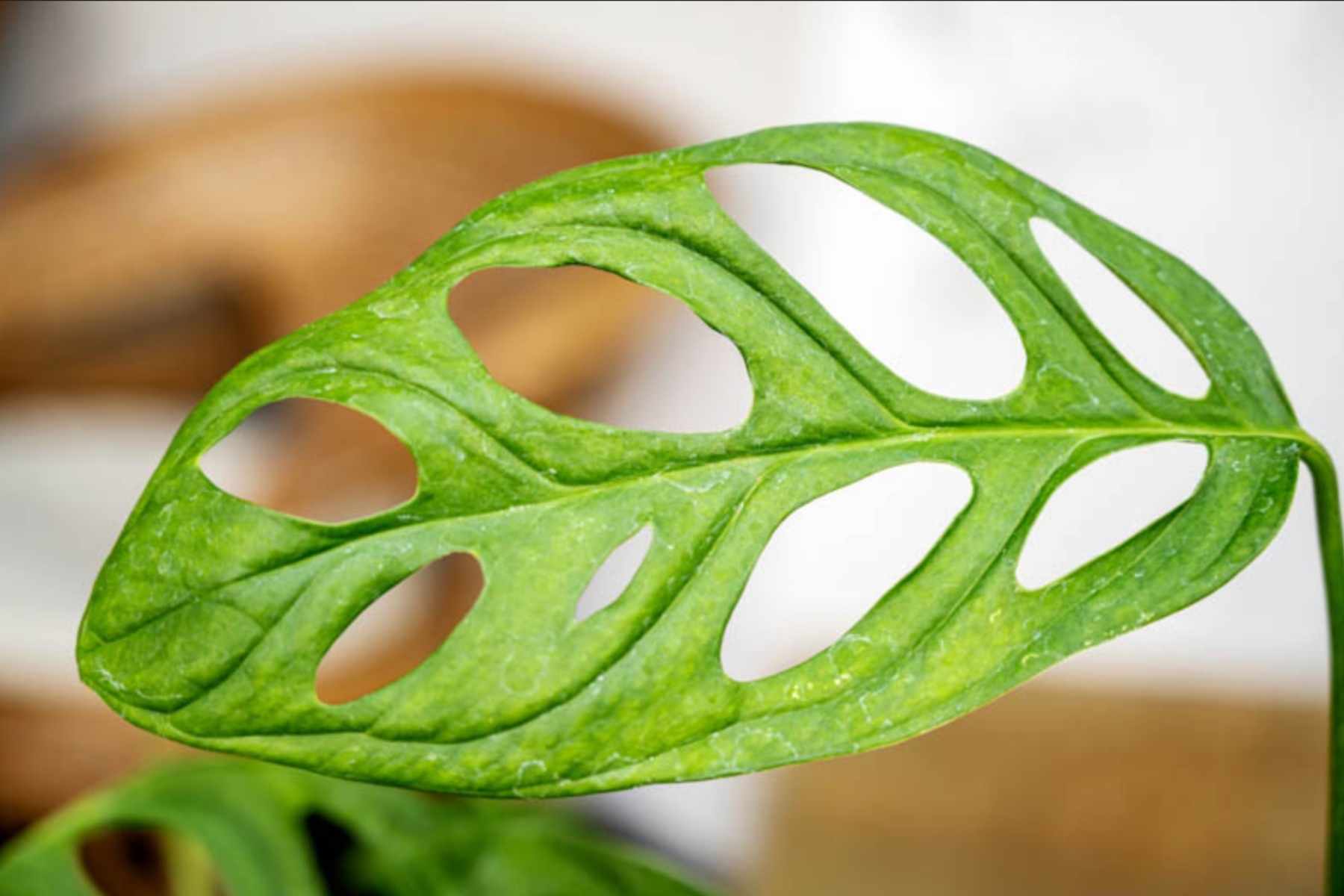 A close-up photograph of a Monstera adansonii leaf showing many oval holes and thin, bright green leaf tissue in soft natural window light