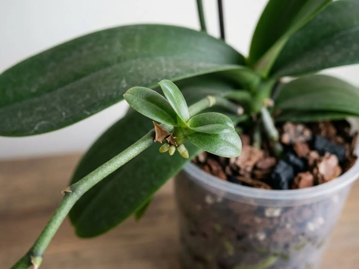 A close-up photograph of a Phalaenopsis orchid flower spike node showing a small keiki with two tiny leaves emerging