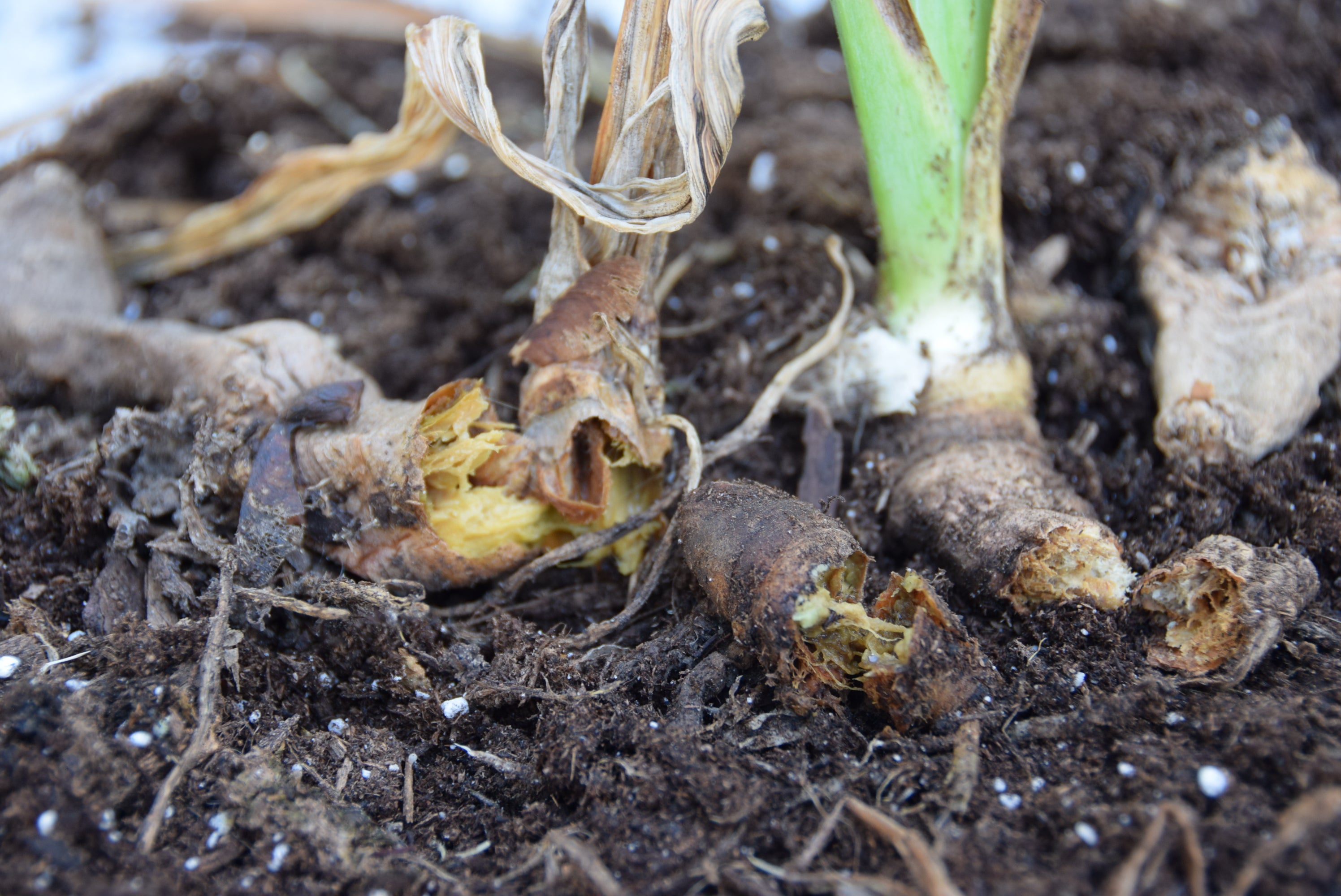 Featured image for Bearded Iris Soft Rot: Mushy Rhizomes and the Sour Smell