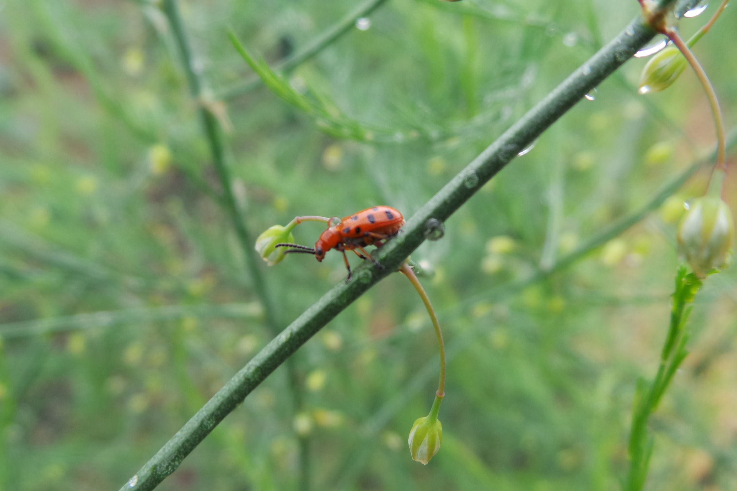 A close-up photograph of a common asparagus beetle perched near the tip of a fresh green asparagus spear in a spring garden