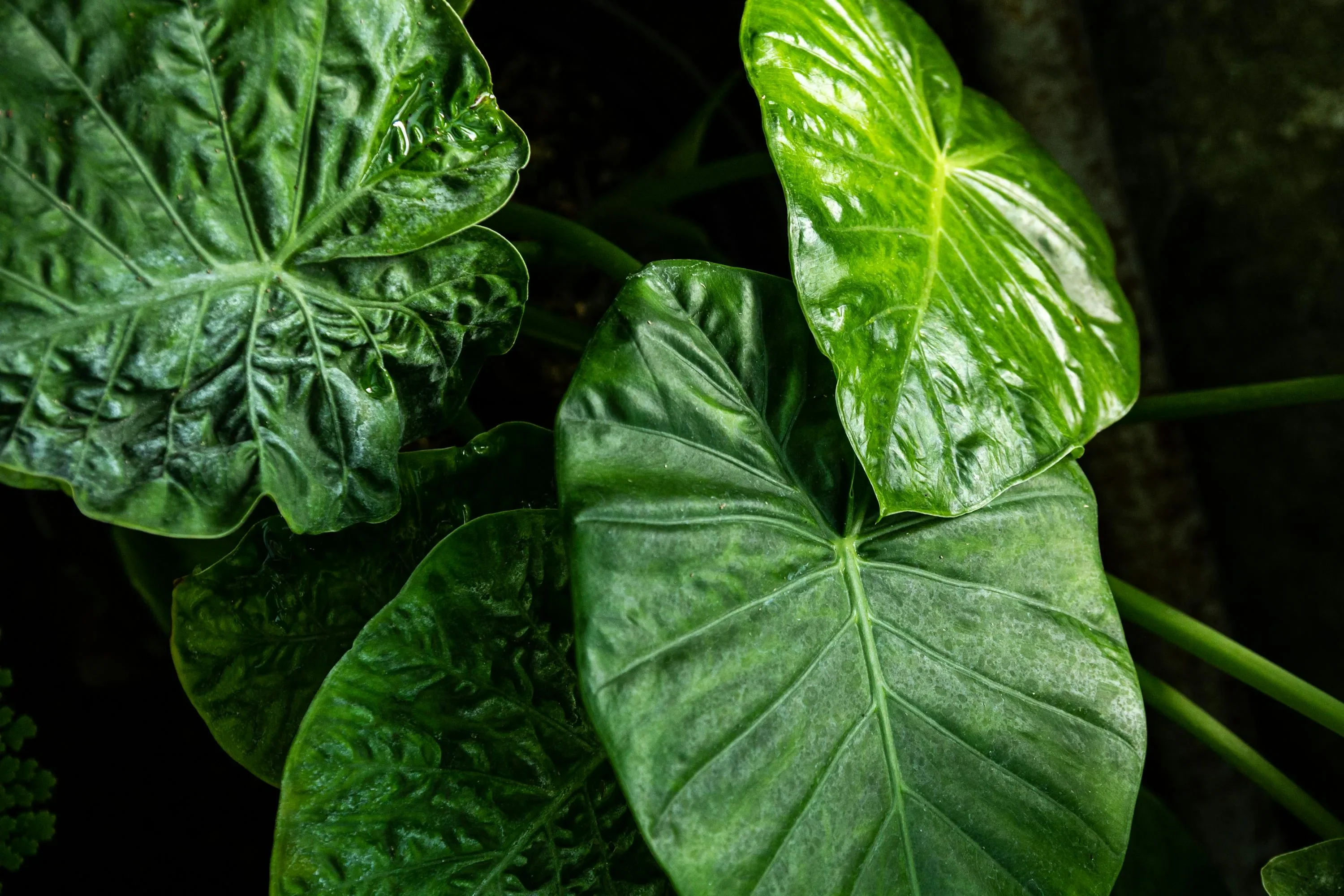 A close-up photograph of a healthy elephant ear leaf outdoors, showing strong veins, rich green color, and a few water droplets after watering