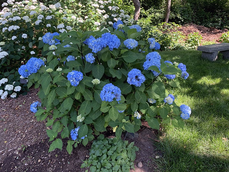 A close-up photograph of a mophead hydrangea flower cluster with rich blue petals and fresh green leaves in a backyard garden