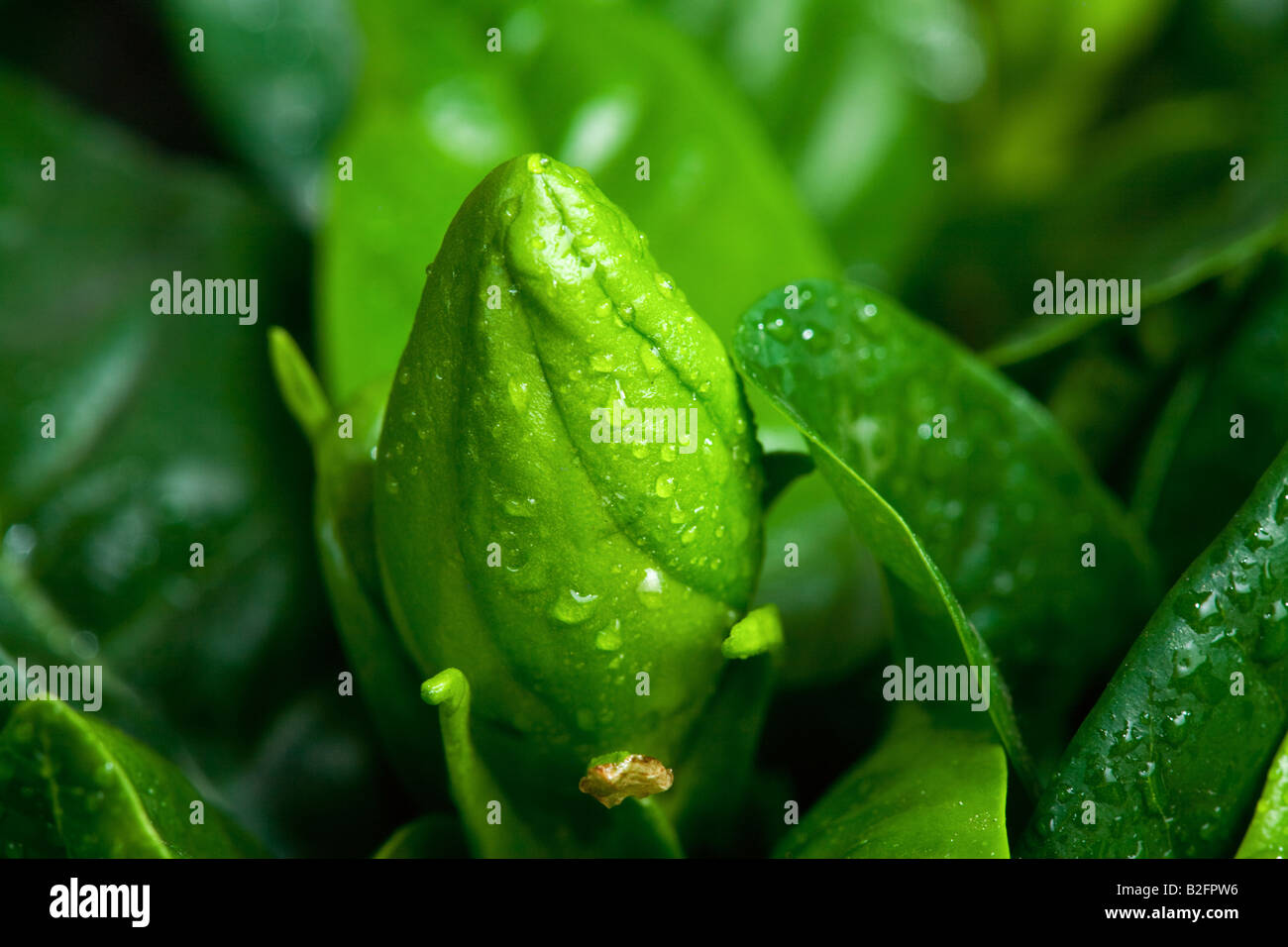 A close-up photograph of a potted indoor gardenia with several unopened buds and a few freshly dropped buds resting on the potting soil in natural window light