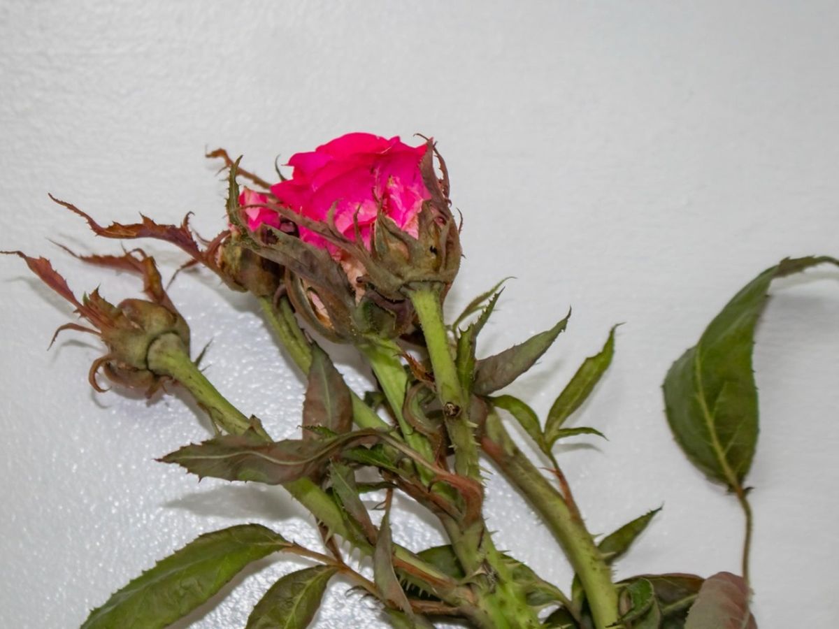 Featured image for Rose Rosette Disease: What It Looks Like and What to Do
