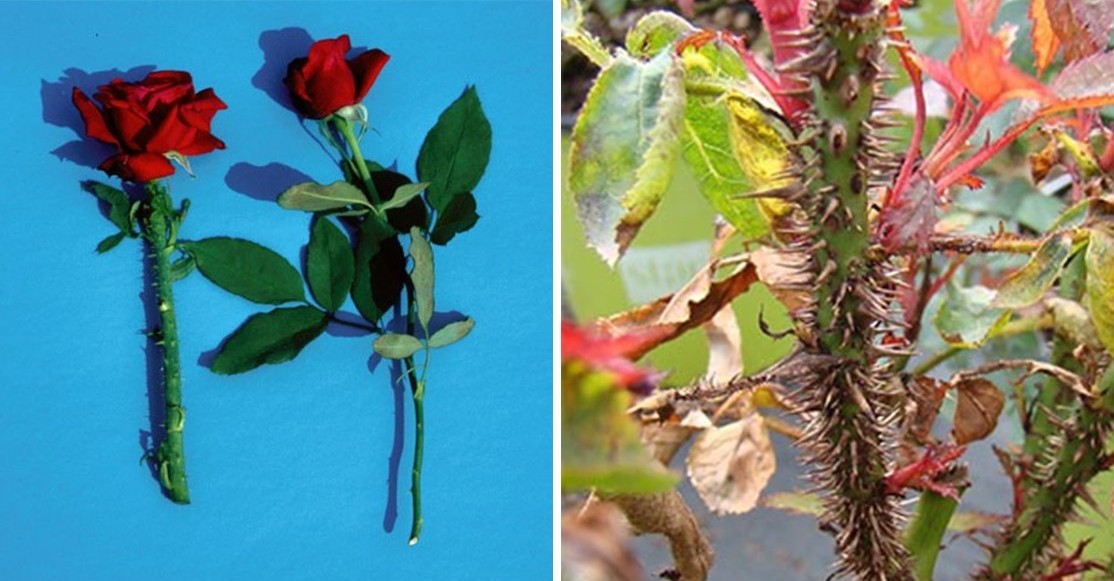 A close-up photograph of a rose stem with abnormal dense prickles and distorted new leaves, showing the excessive thorniness often associated with rose rosette disease