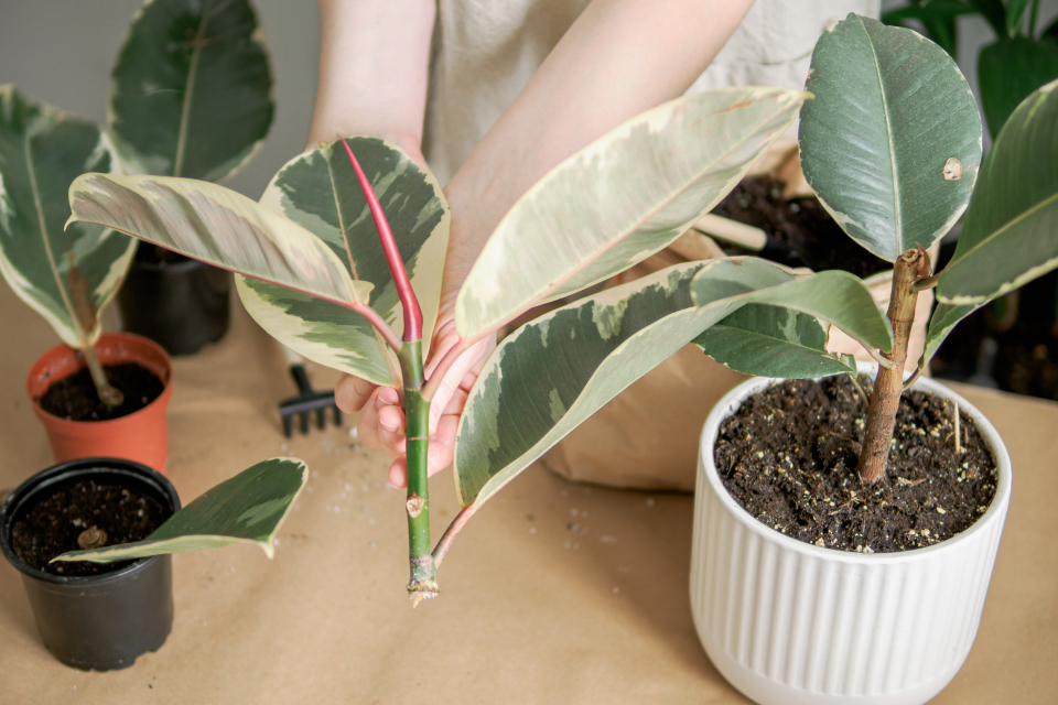 A close-up photograph of a rubber plant stem cutting with two glossy leaves resting beside clean pruning shears on a potting bench, natural window light
