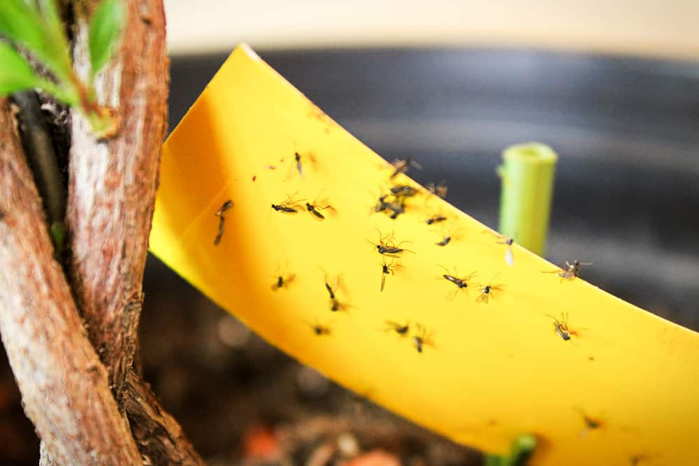 Get Rid of Fungus Gnats Naturally