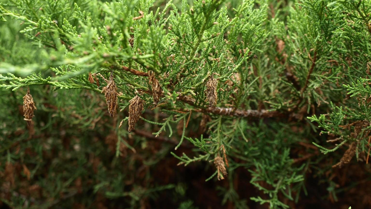 A close-up photograph of an arborvitae branch with multiple tan and brown bagworm cases hanging from the foliage, sharp focus on the textured bags and green scale-like leaves in natural daylight
