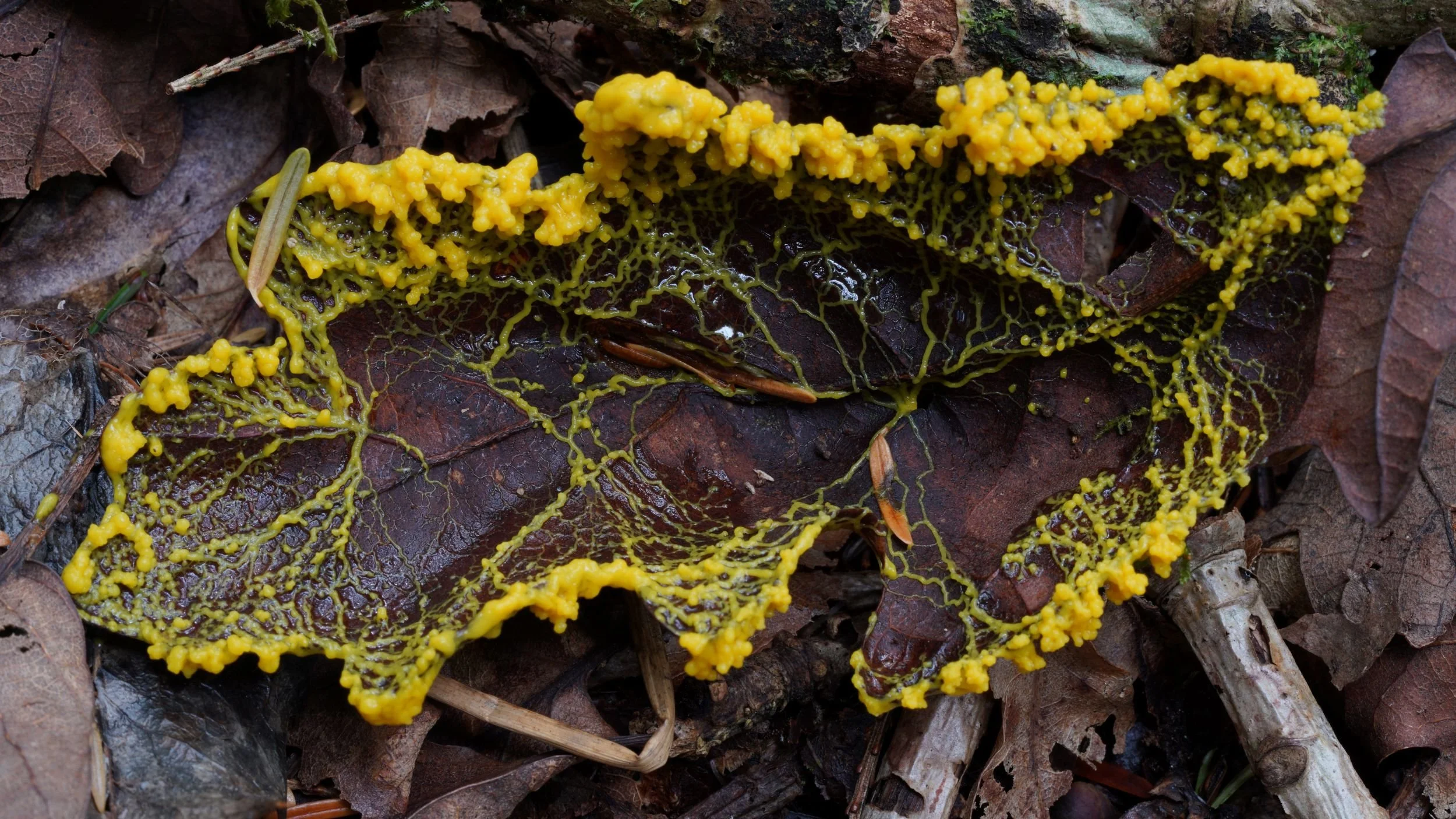 Dog Vomit Slime Mold in the Lawn