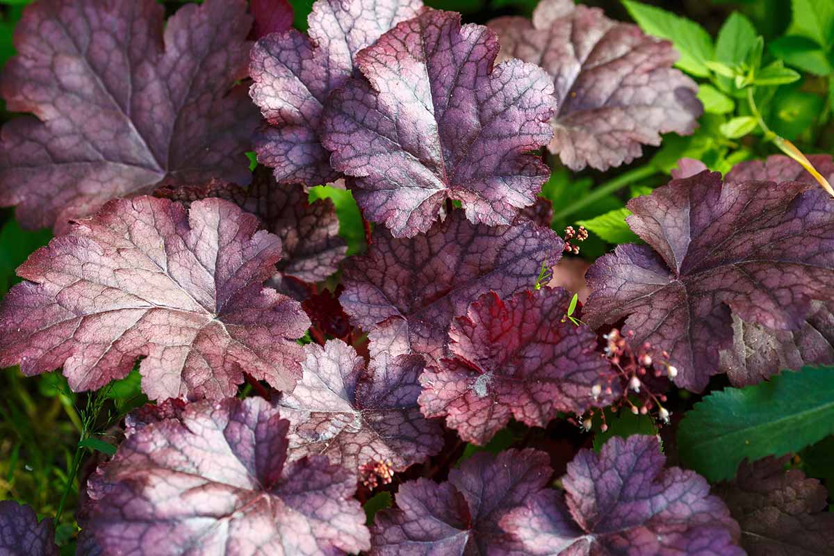 Featured image for Heuchera (Coral Bells) Care: Color, Sun, and Division